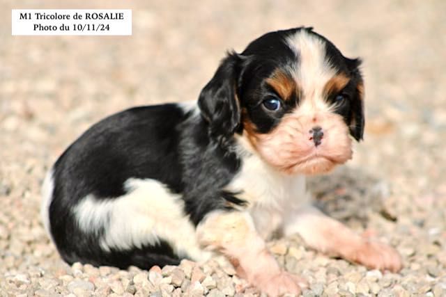 de la Bastide du Jas de Jeromes - Chiot disponible  - Cavalier King Charles Spaniel