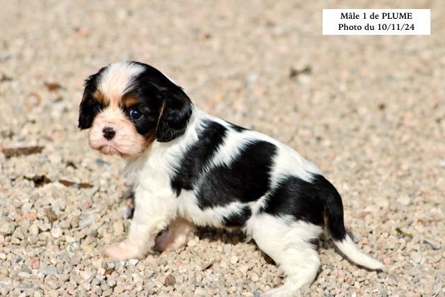 de la Bastide du Jas de Jeromes - Chiot disponible  - Cavalier King Charles Spaniel