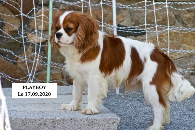 Playboy de la bergerie d'argent