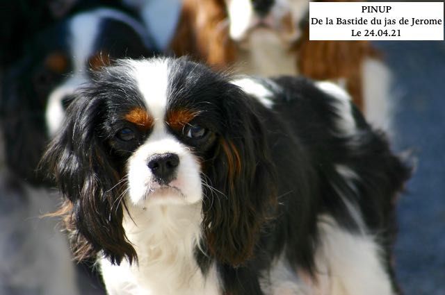 Pinup de la Bastide du Jas de Jeromes