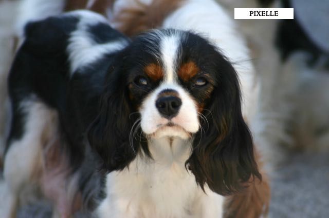 Pixelle de la Bastide du Jas de Jeromes