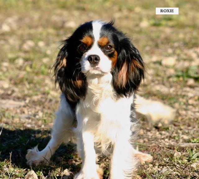 Roxie de la Bastide du Jas de Jeromes