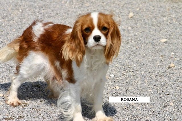 Rosana de la Bastide du Jas de Jeromes