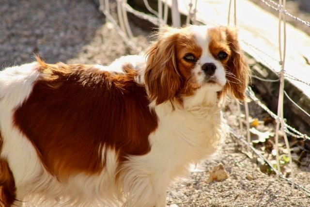 VAHINÉE de la Bastide du Jas de Jeromes