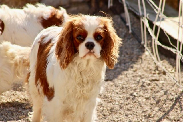 VENISE de la Bastide du Jas de Jeromes