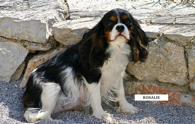 CHIOT CAVALIER KING CHARLES : NOUVELLE NAISSANCE