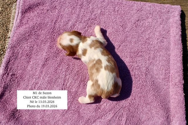 NOUVELLE PORTÉE NÉE LE 13 MARS 2026 DE SUZON ET UCHKY