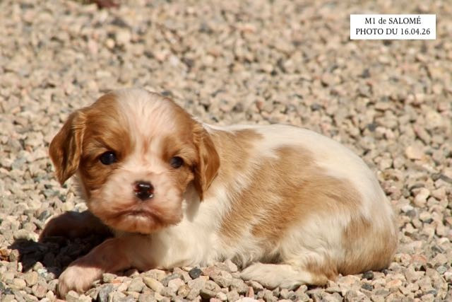 CHIOT CAVALIER KING CHARLES À RÉSERVER