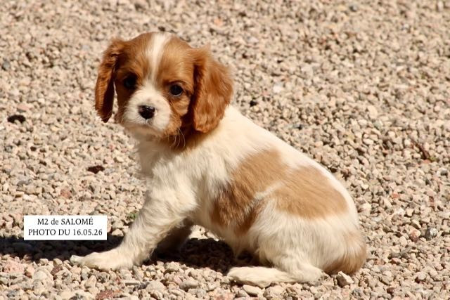CHIOT CAVALIER KING CHARLES À RÉSERVER