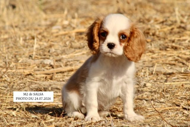 CHIOTS CAVALIER KING CHARLES DISPONIBLES IMMÉDIATEMENT