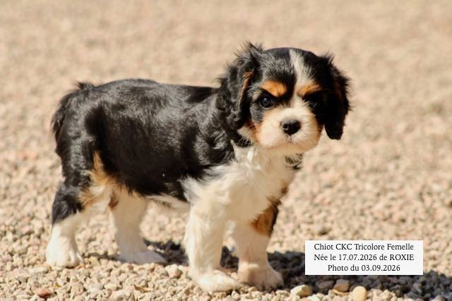 CHIOTS CAVALIER KING CHARLES DISPONIBLE IMMEDIATEMENT