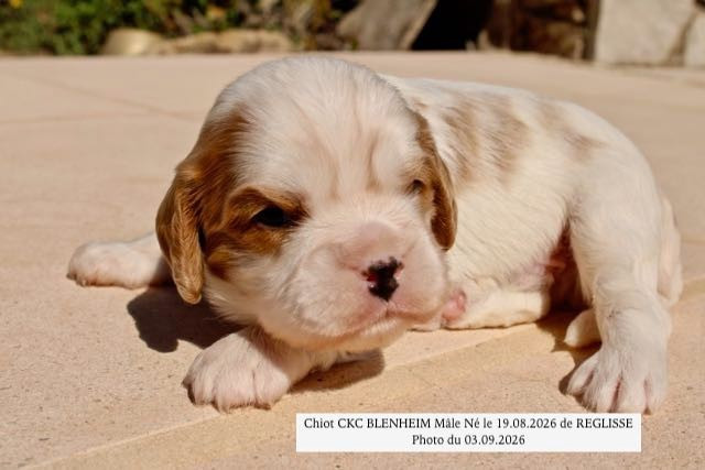 CHIOTS CAVALIER KING CHARLES DISPONIBLE IMMEDIATEMENT