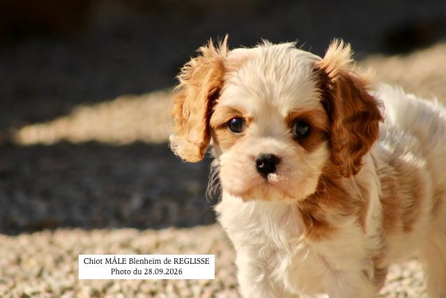 CHIOTS CAVALIER KING CHARLES DISPONIBLE IMMEDIATEMENT