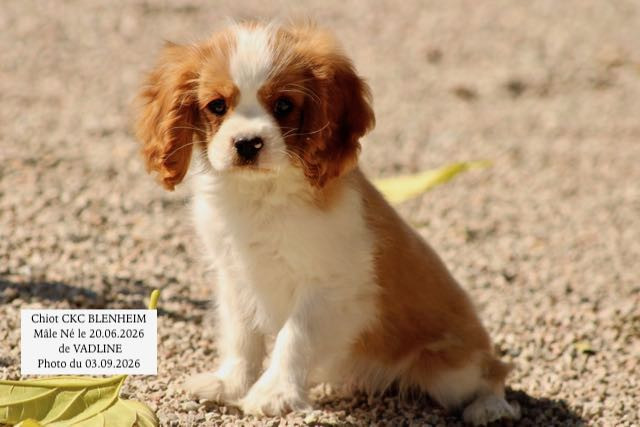 CHIOT CAVALIER KING CHARLES BLENHEIM DISPONIBLE IMMEDIATEMENT