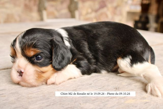 CHIOT CAVALIER KING CHARLES À RÉSERVER