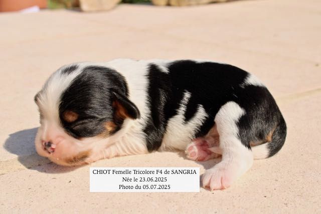CHIOTS CAVALIER KING CHARLES À RÉSERVER