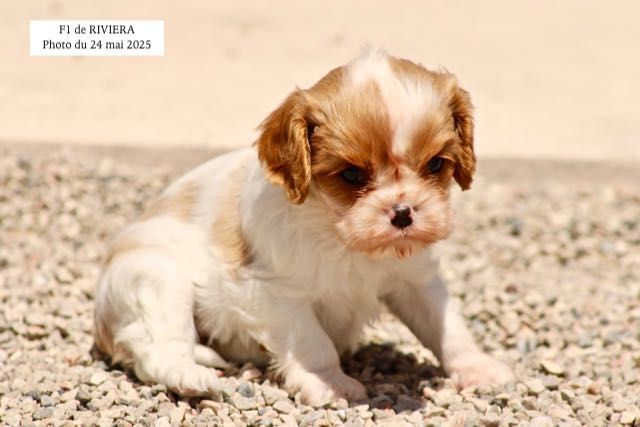 CHIOTS CAVALIER KING CHARLES A RESERVER