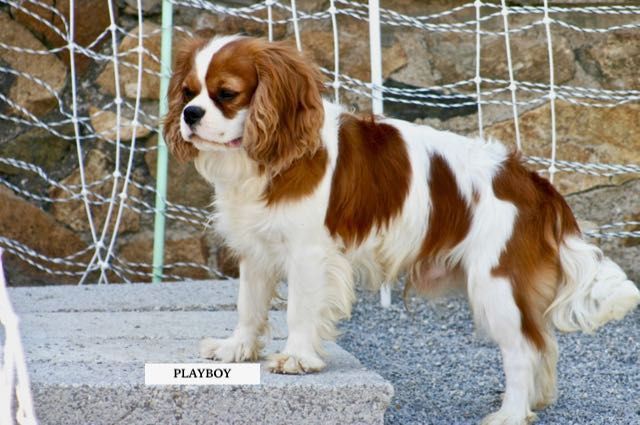 CHIOT CAVALIER KING CHARLES 