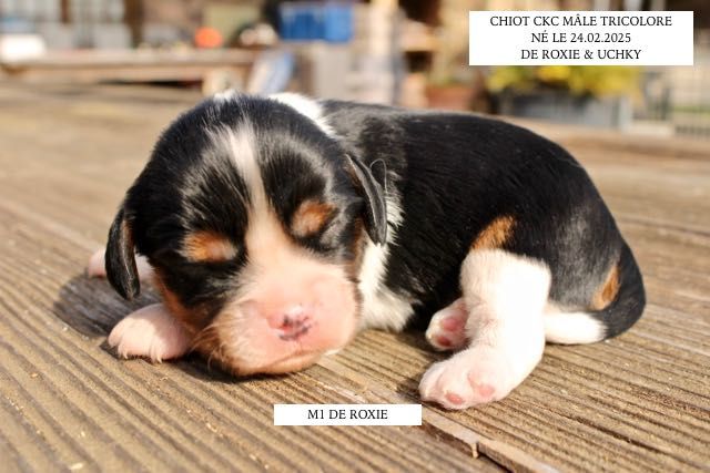 CHIOTS CAVALIER KING CHARLES NÉS EN FEVRIER 