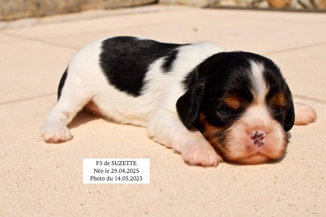 CHIOTS CAVALIER KING CHARLES A RESERVER