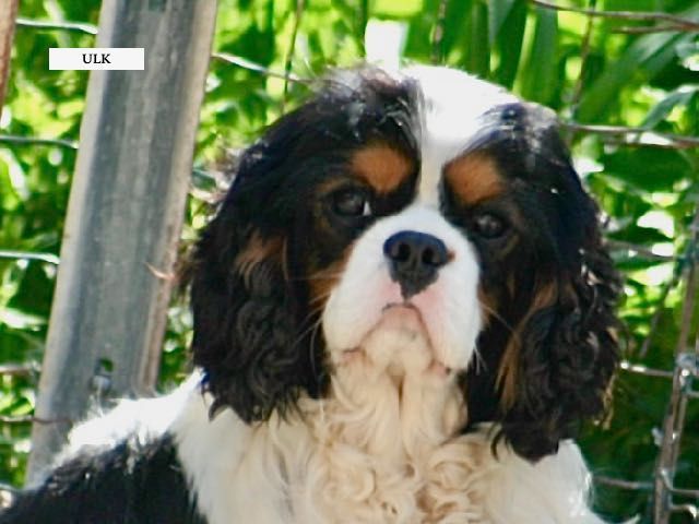 CHIOT CAVALIER KING CHARLES A RESERVER
