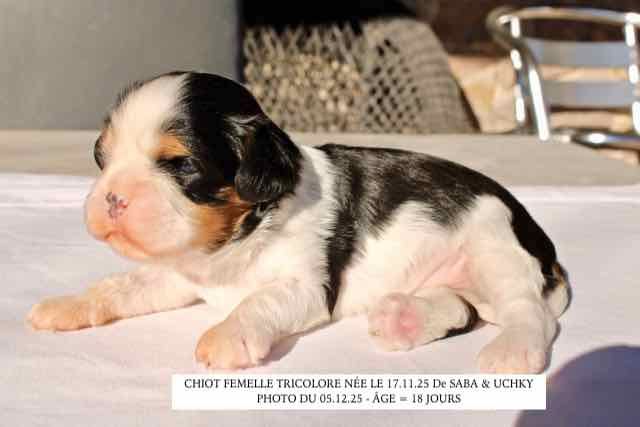 de la Bastide du Jas de Jeromes - Chiots disponibles - Cavalier King Charles Spaniel