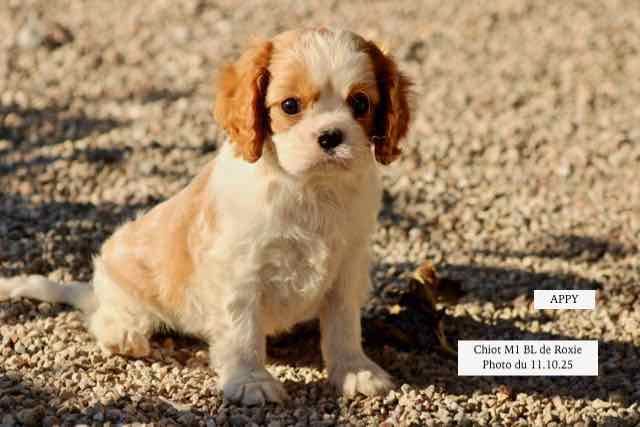 de la Bastide du Jas de Jeromes - Cavalier King Charles Spaniel - Portée née le 22/08/2025