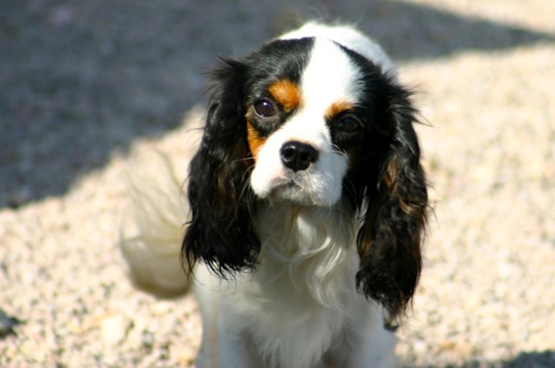 de la Bastide du Jas de Jeromes - Cavalier King Charles Spaniel - Portée née le 12/02/2013