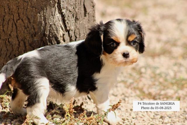 de la Bastide du Jas de Jeromes - Cavalier King Charles Spaniel - Portée née le 23/06/2025