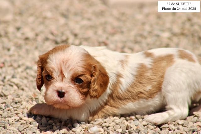 de la Bastide du Jas de Jeromes - Chiots disponibles - Cavalier King Charles Spaniel