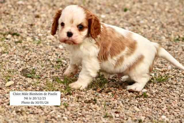 de la Bastide du Jas de Jeromes - Cavalier King Charles Spaniel - Portée née le 20/12/2025