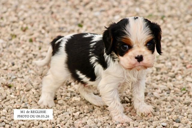 de la Bastide du Jas de Jeromes - Cavalier King Charles Spaniel - Portée née le 01/02/2026