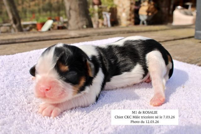 de la Bastide du Jas de Jeromes - Chiots disponibles - Cavalier King Charles Spaniel