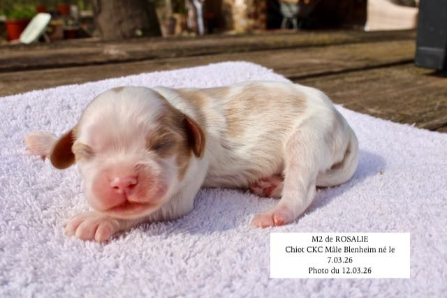 de la Bastide du Jas de Jeromes - Chiots disponibles - Cavalier King Charles Spaniel