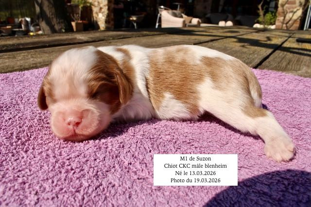de la Bastide du Jas de Jeromes - Chiots disponibles - Cavalier King Charles Spaniel