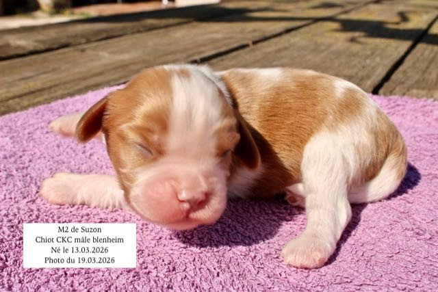 de la Bastide du Jas de Jeromes - Chiots disponibles - Cavalier King Charles Spaniel