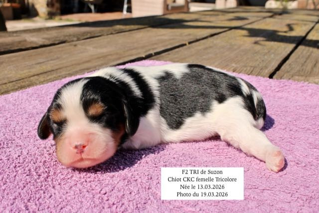 de la Bastide du Jas de Jeromes - Chiots disponibles - Cavalier King Charles Spaniel