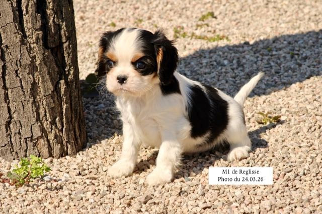 de la Bastide du Jas de Jeromes - Cavalier King Charles Spaniel - Portée née le 01/02/2026