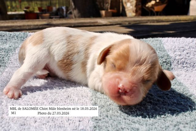 de la Bastide du Jas de Jeromes - Chiots disponibles - Cavalier King Charles Spaniel