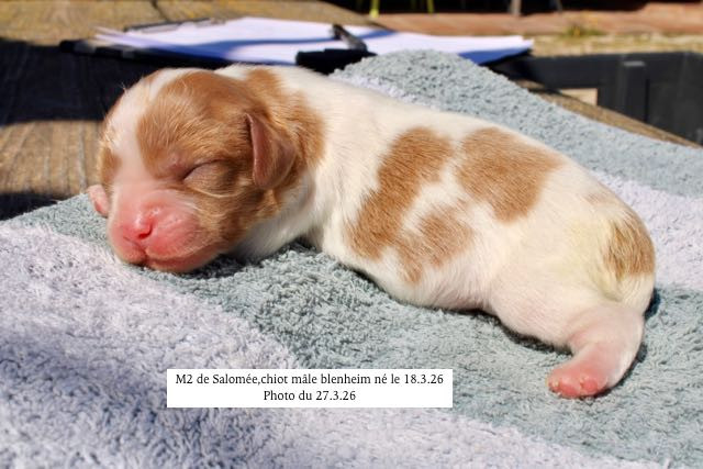 de la Bastide du Jas de Jeromes - Chiots disponibles - Cavalier King Charles Spaniel