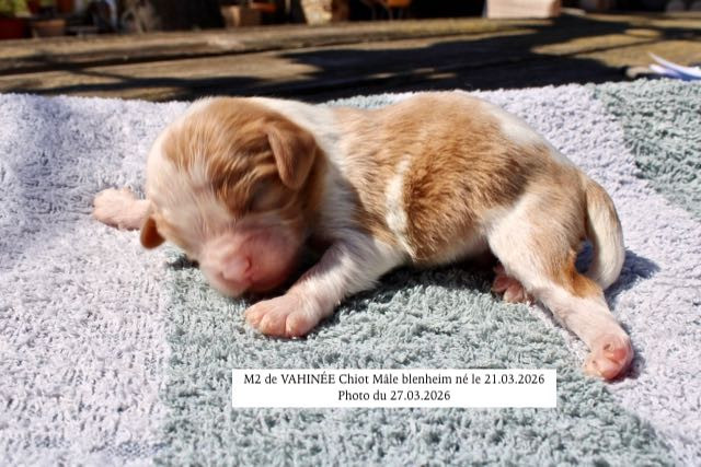 de la Bastide du Jas de Jeromes - Chiots disponibles - Cavalier King Charles Spaniel