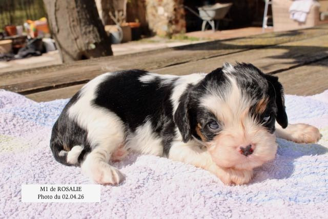 de la Bastide du Jas de Jeromes - Cavalier King Charles Spaniel - Portée née le 07/03/2026