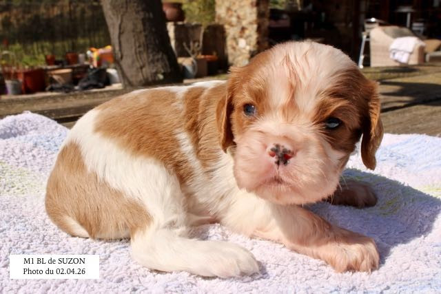 de la Bastide du Jas de Jeromes - Cavalier King Charles Spaniel - Portée née le 13/03/2026