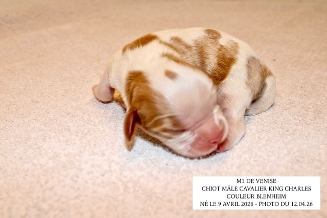 de la Bastide du Jas de Jeromes - Chiots disponibles - Cavalier King Charles Spaniel