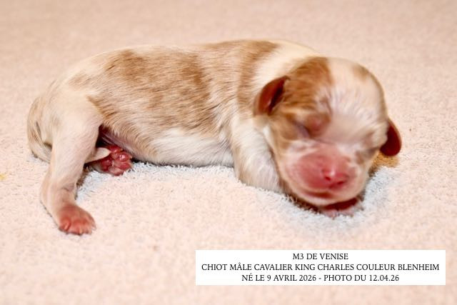 de la Bastide du Jas de Jeromes - Chiots disponibles - Cavalier King Charles Spaniel