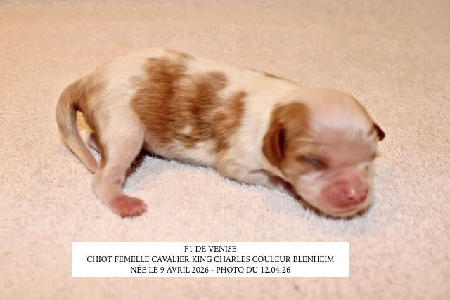 de la Bastide du Jas de Jeromes - Chiots disponibles - Cavalier King Charles Spaniel
