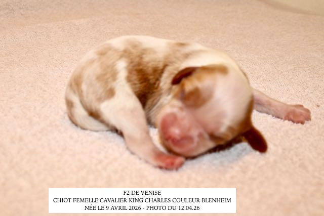 de la Bastide du Jas de Jeromes - Chiots disponibles - Cavalier King Charles Spaniel