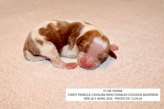 de la Bastide du Jas de Jeromes - Chiots disponibles - Cavalier King Charles Spaniel