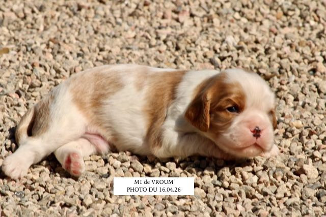 de la Bastide du Jas de Jeromes - Chiots disponibles - Cavalier King Charles Spaniel