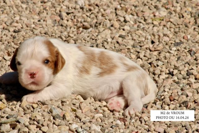 de la Bastide du Jas de Jeromes - Chiots disponibles - Cavalier King Charles Spaniel